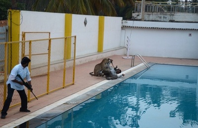 インド・バンガロールでまたヒョウ騒ぎ、130の学校が閉鎖