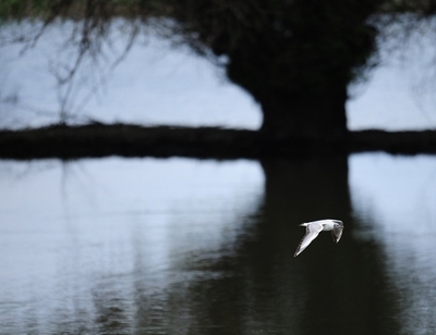 ドナウ川流域で野鳥が激減、湿地の消失が原因 WWF