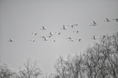 中国・洞庭湖で暮らす絶滅危惧種アカハジロの家族