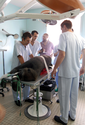 史上初か、ゴリラの人工股関節手術に成功 フランス