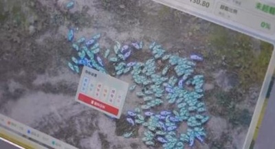 過放牧の難題を解決 牧畜バランスインテリジェント監視端末が精度96% 中国