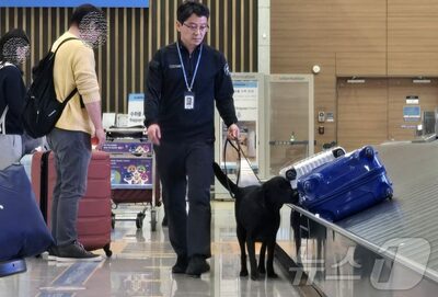 尻尾を立てた麻薬探知犬…韓国・仁川空港で麻薬4000万円分を摘発
