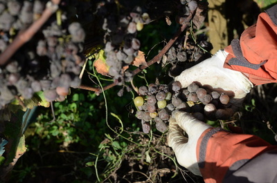 貴腐ワイン「ソーテルヌ」産地をおびやかす高速鉄道計画、仏