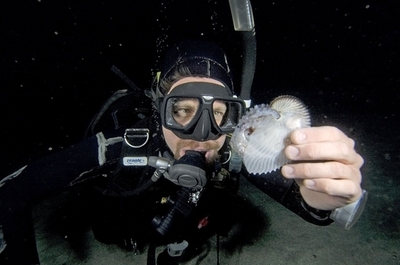 豪研究者、カイダコの殻の謎を解く 島根県沖泊港での実験で解明