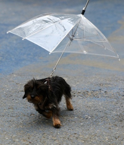 雨でも散歩に行きたい！独ルストの子犬