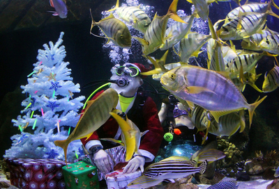 サンタがやってきた！魚たちもおおはしゃぎ？独「パウル」の水族館