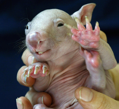 ウォンバットの赤ちゃんがデビュー 豪シドニー動物園 写真4枚 国際ニュース Afpbb News