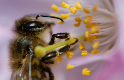 「昆虫保護法」請願に署名175万人、住民投票せず法制化へ 独バイエルン州