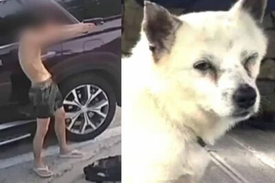 違法改造BB銃で犬4匹襲撃、1匹死亡…韓国・現役海兵隊員ら「悪質すぎる」動物虐待