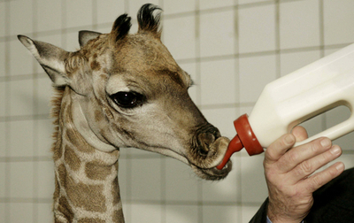 キリンの赤ちゃん、すくすく成長中 - ドイツ