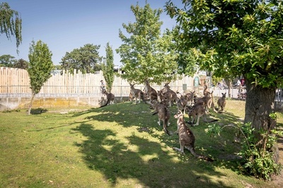 木陰集合！ 涼求める動物 デンマーク