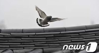 ソウル大公園が「絶滅危機」コウライバト4羽搬入…個体増に努める