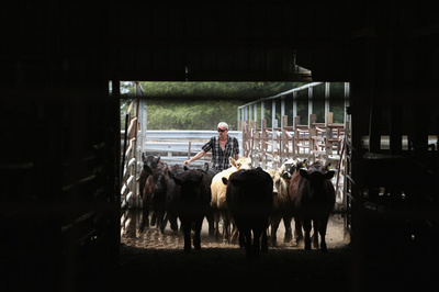家畜への抗生物質投与にガイドライン、米FDA 耐性菌懸念で