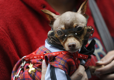 イヌもネコもハムスターもブタも、み～んな祝福 スペイン