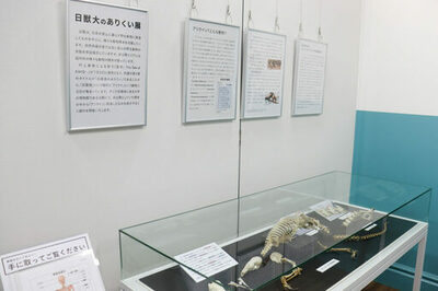 日本獣医生命科学大学付属博物館が8月9日までミニ展示「日獣大のありくい展」を開催―武蔵境にある木造校舎にてミナミコアリクイの全身骨格標本を公開中