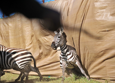 飢えたライオンの餌に・・・大規模なシマウマ移送作戦、ケニア