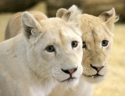 ホワイトライオン2頭がサーカス団の仲間入り - ドイツ