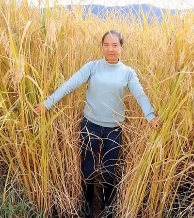 中国雲南省 高さ2mの「巨大イネ」の試験栽培に成功