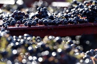 欧州ワイン生産量「戦後最低」に 異常気象が影響