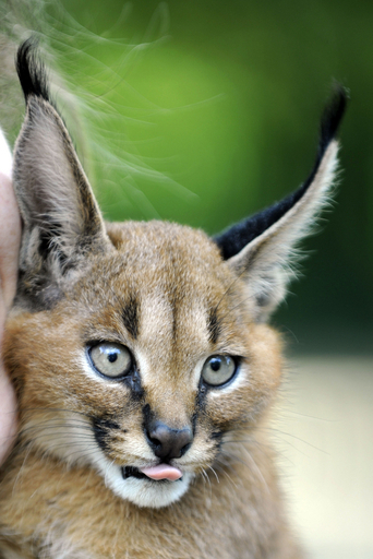 カラカルの赤ちゃん、リリー