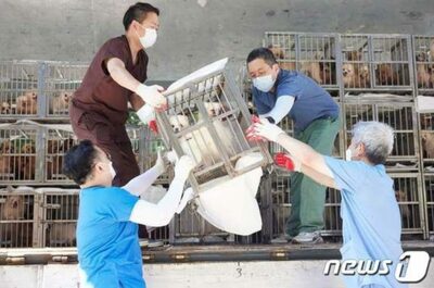 「母犬の腹を割いて子犬を出している」…「動物虐待」通報、韓国の自治体が1410匹救出