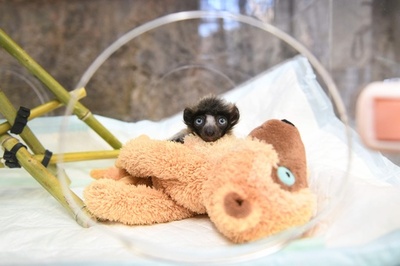 相棒はぬいぐるみ？ クロカンムリシファカの赤ちゃん フランス