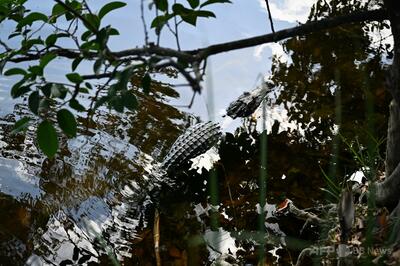 米フロリダ州、犯罪外国人収容施設「ワニのアルカトラズ」着工 