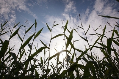 トウモロコシの全遺伝情報を解明、増産に期待