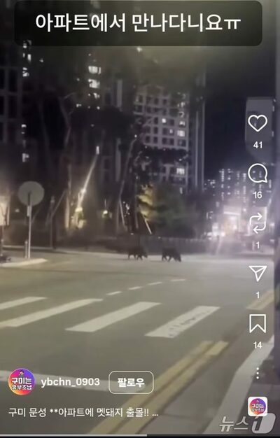 住宅地にイノシシ出没…韓国・亀尾市、夜間ドローンで確認し、捕獲作戦へ