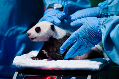 中国の飼育ジャイアントパンダ個体数、500頭超え