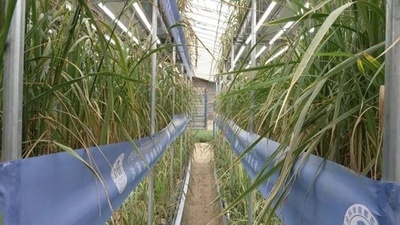 新疆ウイグル自治区のホータン地区で作物の急速成長技術を模索