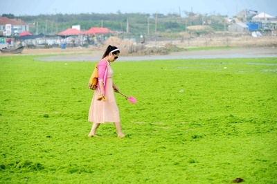 まるで芝生、海岸を埋め尽くす藻 中国