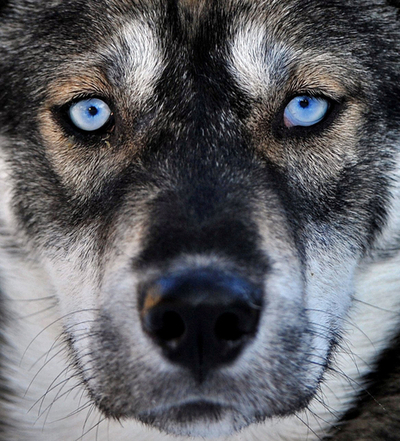 ドイツで犬ぞりレース、40チーム参加