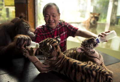 オランウータンがトラの赤ちゃんに哺乳瓶で授乳!? フィリピン