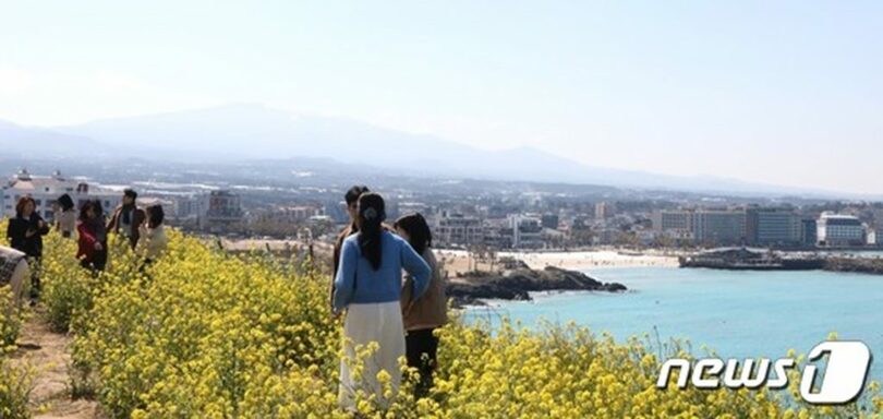 済州市朝天邑のソウ峰に咲いた菜の花とハムドク海水浴場(c)news1
