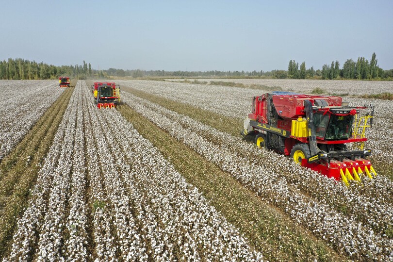 新疆の綿花生産 機械化収穫率８０ 以上に 写真1枚 国際ニュース Afpbb News