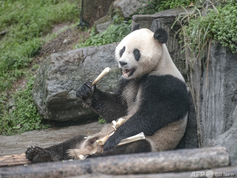 絶滅危惧種 から 危急種 に引き下げ 中国の人工繁殖ジャイアントパンダが良質に成長 写真1枚 国際ニュース Afpbb News