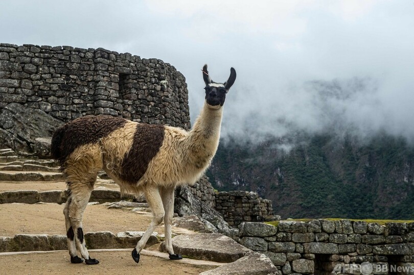 マチュピチュ観光、約8か月ぶり再開 コロナで地元経済は大打撃