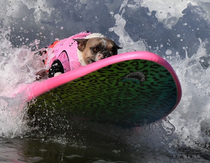 波乗り犬 の熱い闘い 米カリフォルニアで犬のサーフィン大会 写真枚 国際ニュース Afpbb News