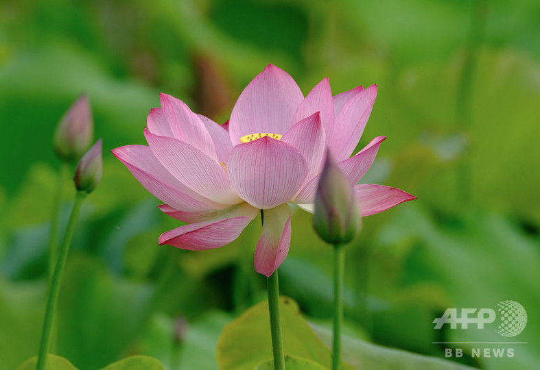 ハスの花が満開 中国 安徽省 写真9枚 国際ニュース Afpbb News