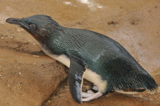 盗まれたペンギン無事水族館に戻る、オーストラリア 写真2枚 国際