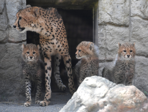 原画 チーター兄弟 #136 ふさふさ三つ子の赤ちゃんチーター、多摩動物公園で人気 写真16
