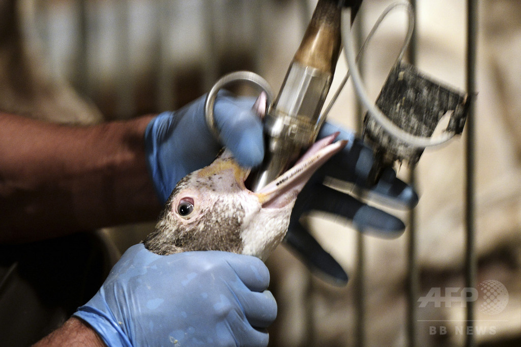 フォアグラ生産方法、フランス人の約半数が反対 調査 フォアグラ生産方法、フランス人の約半数が反対 調査