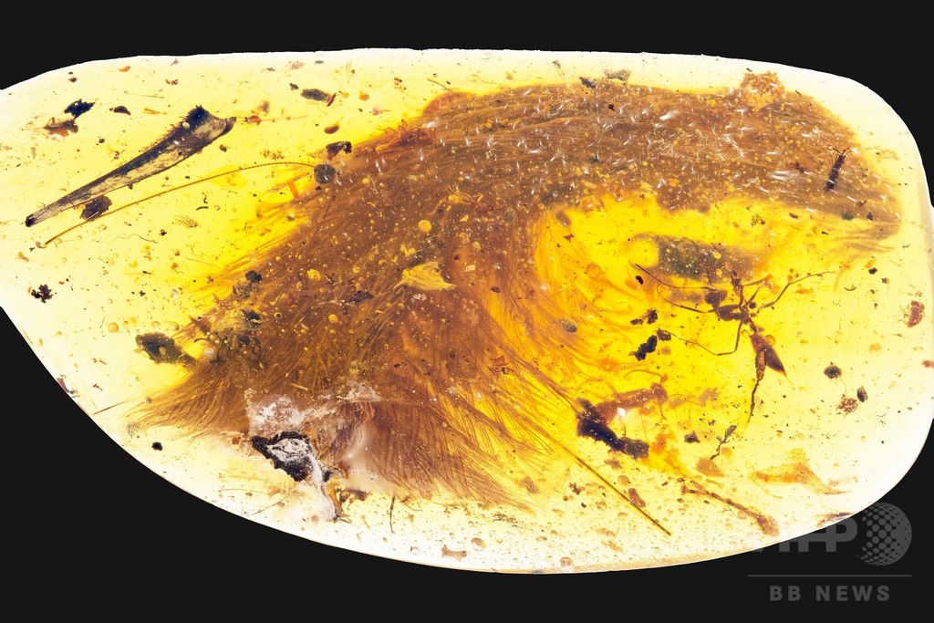 羽毛に覆われた恐竜のしっぽ、9900万年前の琥珀の中から発見 羽毛に覆われた恐竜のしっぽ、9900万年前の琥珀の中から発見