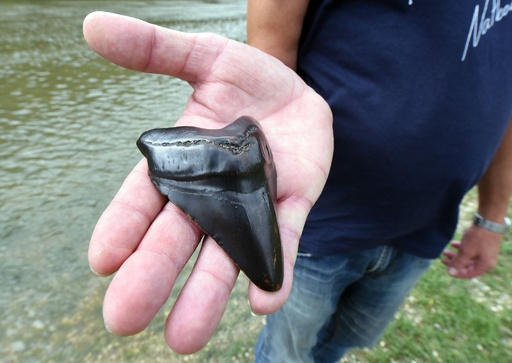 新生代の巨大サメ「メガロドン」の歯の化石？クロアチアで発見 写真4枚