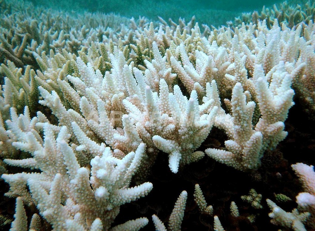 海洋生物大量死の危機、5500万年ぶり 専門家集団 海洋生物大量死の危機、5500万年ぶり 専門家集団