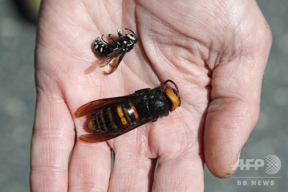 「殺人バチ」オオスズメバチの巣、米国内で初めて発見