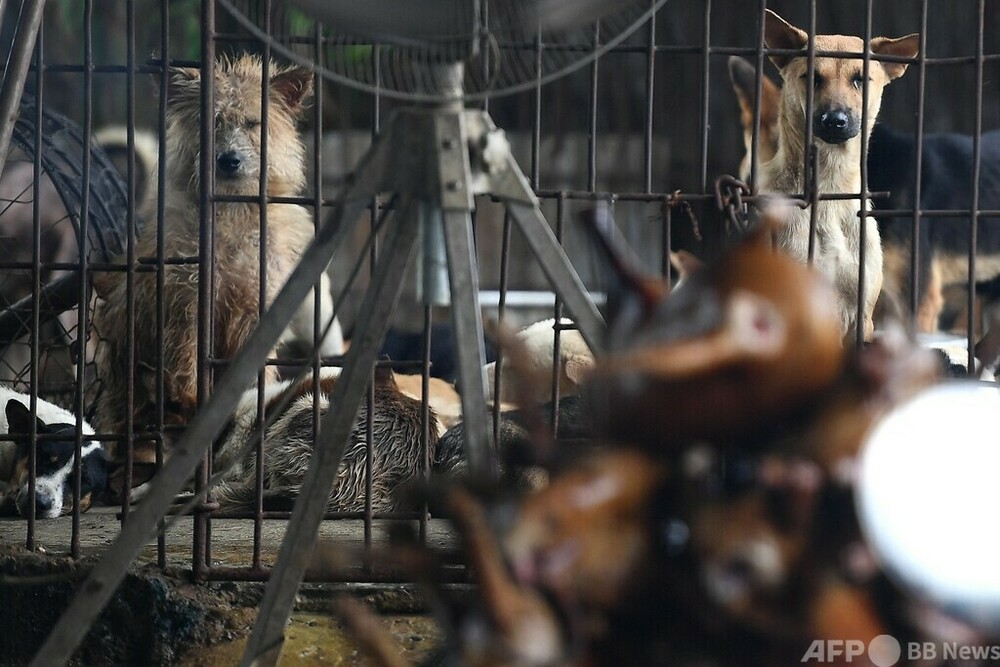 ベトナム人気観光地 犬猫肉の食用段階的廃止を誓約 写真3枚 国際ニュース Afpbb News