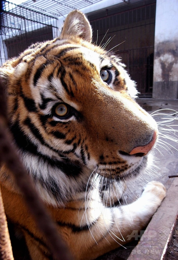 中国高層ビル脇にトラの死骸 春節花火に驚き転落死 写真1枚 国際ニュース Afpbb News 中国高層ビル脇にトラの死骸 春節花火に驚き転落死 写真1枚 国際ニュース Afpbb News