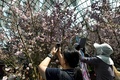 シンガポールの植物園「ガーデンズ・バイ・ザ・ベイ」で開幕した日本をテーマにした「桜祭り」で、桜の写真を撮る来場者（2018年3月16日撮影）(c)AFP PHOTO / Roslan RAHMAN